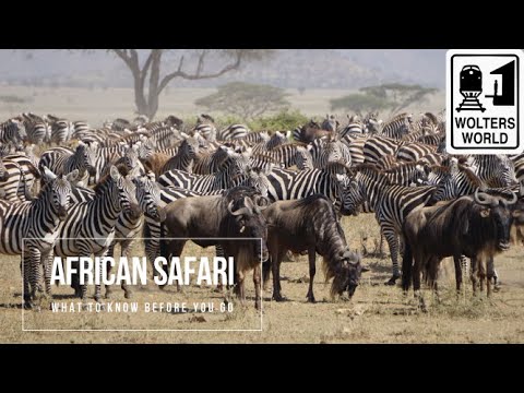 Safari Travel: What to Know Before You Go on an African Safari